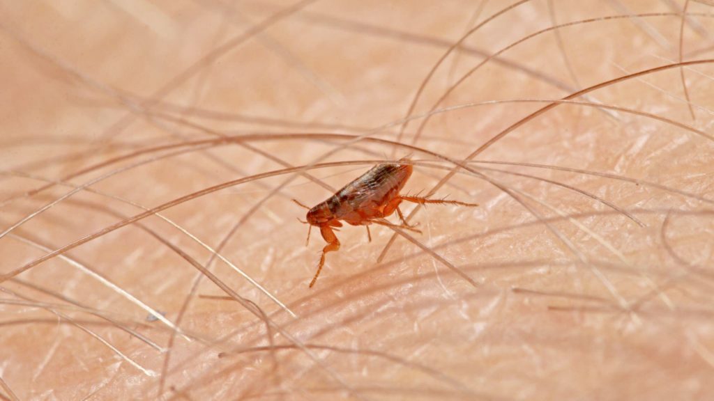 Flea-borne TYPHUS Disease Spreads To Long Beach - Long Beach Local News